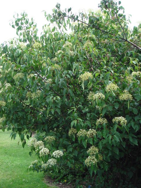 Viburnum betulifolium